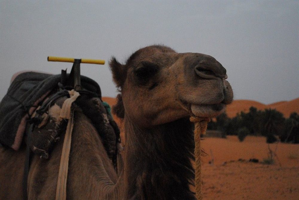 Les Pyramides Hotel Merzouga Exterior foto